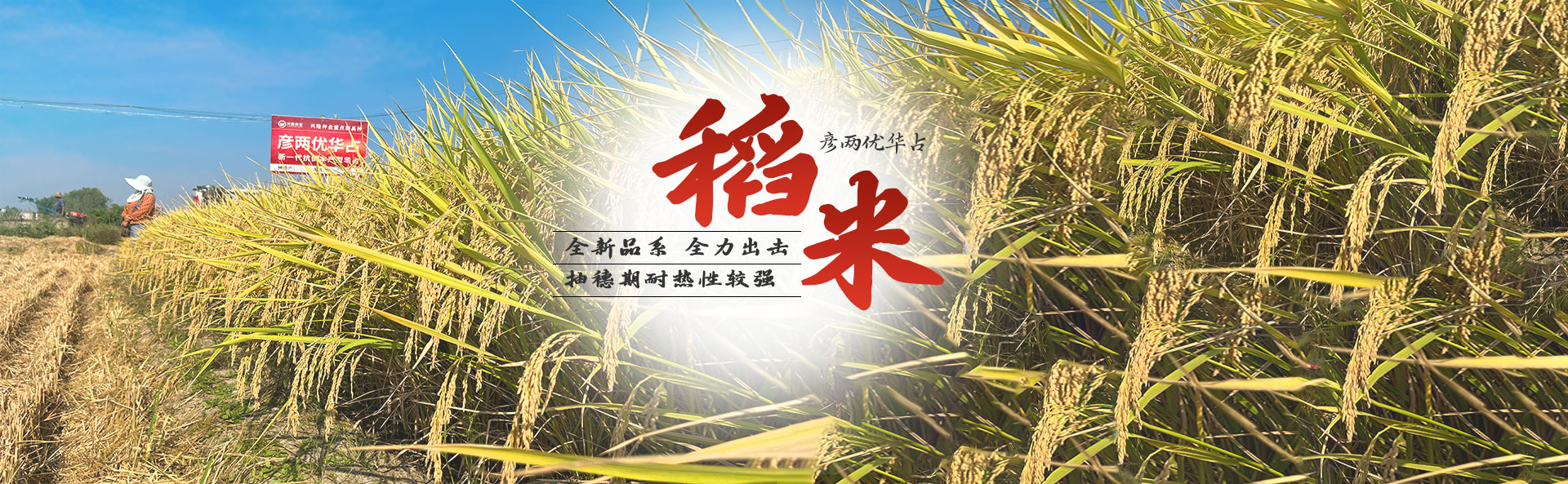 湖南凯发k8一触即发种业有限公司_长沙稻谷种植与销售|长沙农作物品种的选育